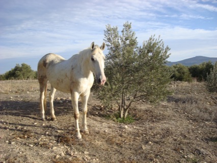 El cavallino rumiante devorador de deportivos