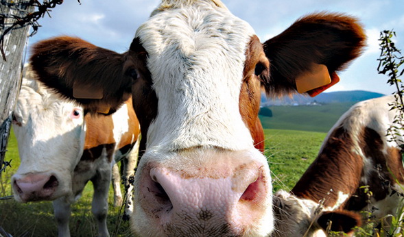 Similitud entre coches y animales